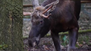 Erkek geyiğe yaklaş.