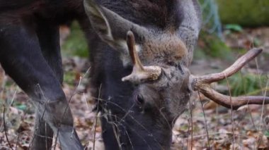 Erkek geyiğe yaklaş.