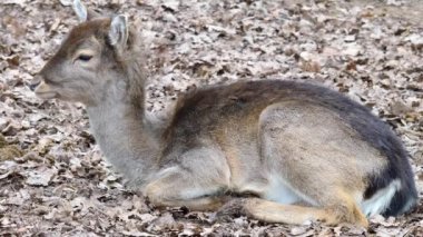 Yerde yatan genç baraj geyiğine yaklaş