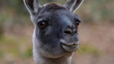 Guanaco kafasını kapat ve kameraya bak..