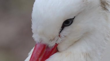 Beyaz leyleğe yaklaş 