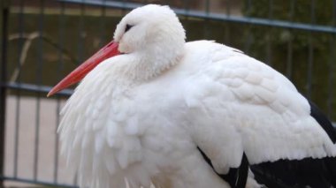 Beyaz leyleğe yaklaş 