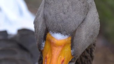 Gri ve beyaz bir kazın yakınına 