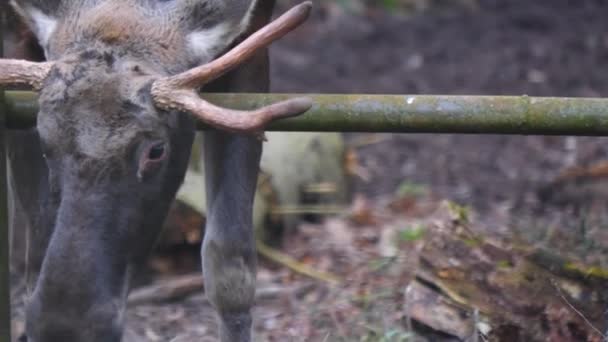 Primer Plano Del Alce Macho Mirando Alrededor — Vídeo de stock