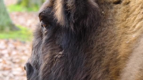 Gros plan de la tête de bison 