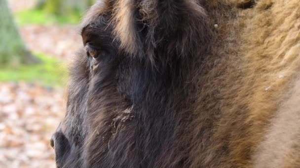 Fechar Cabeça Bisonte — Vídeo de Stock