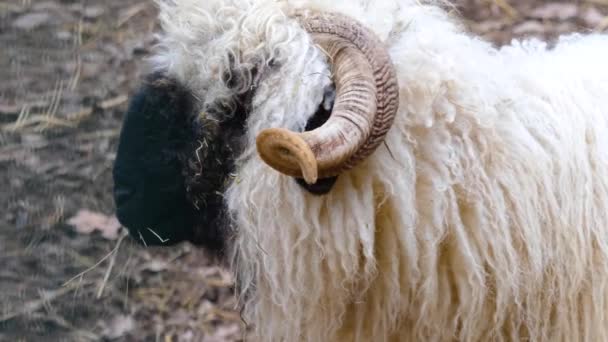 Sluiten Van Blacknose Schapen — Stockvideo