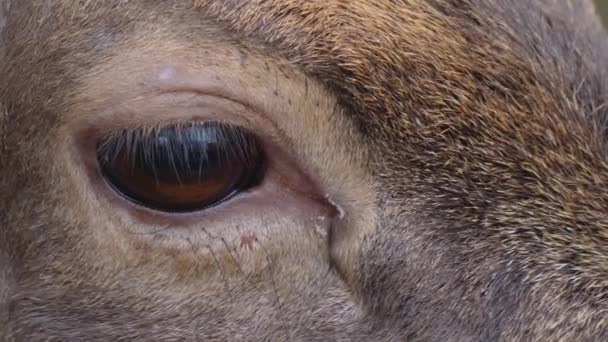 Close Dam Deer Eye Blinking Once — Stock Video