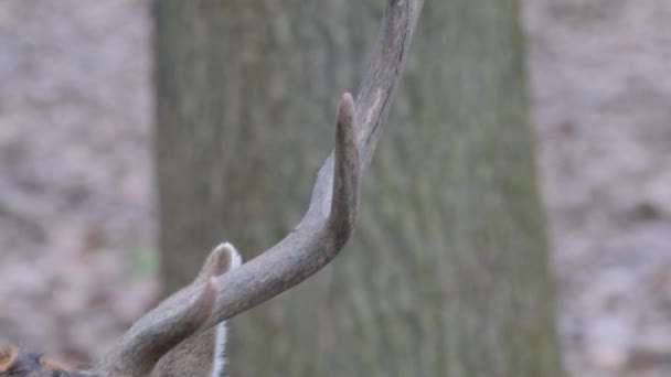gros plan du cerf mâle avec inclinaison vers le bas depuis les bois jusqu'à la tête.