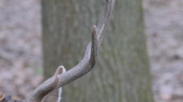 Großaufnahme Männlicher Damhirsche Mit Neigung Vom Geweih Zum Kopf — Stockvideo