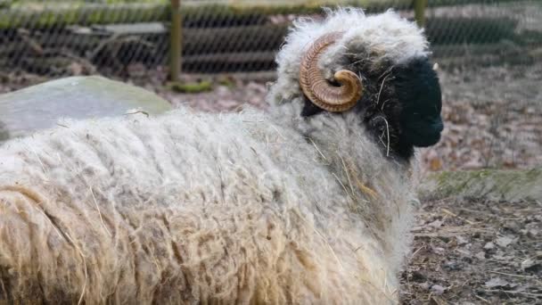 Close Blacknose Sheep — Stock Video
