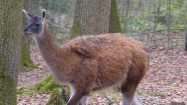 Närbild Guanaco Promenader — Stockvideo