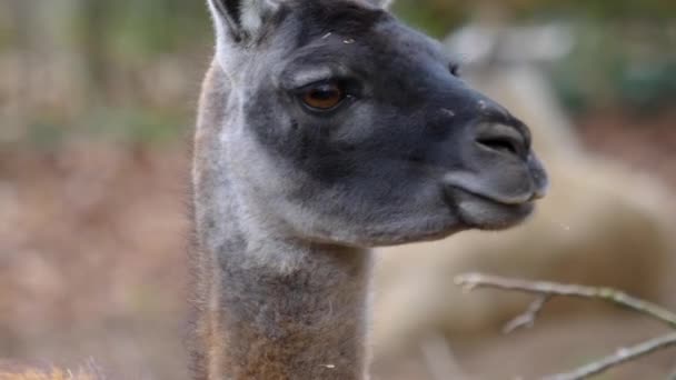 Gros Plan Tête Guanaco Regardant Autour — Video