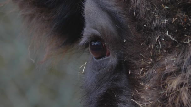 Närbild Bisonöga Från Framsidan Vänder Sig Till Det Andra Ögat — Stockvideo