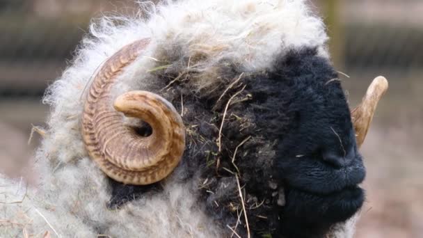 Close Blacknose Sheep Head Profile Right — Stock video