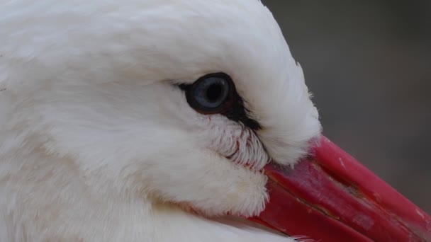 Primo Piano Della Cicogna Bianca — Video Stock