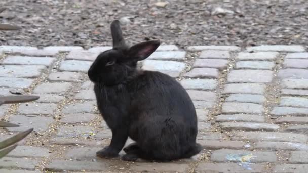 Nahaufnahme Eines Schwarzen Zwergkaninchens — Stockvideo