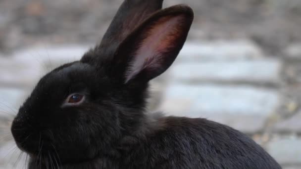 Gros Plan Lapin Nain Noir — Video