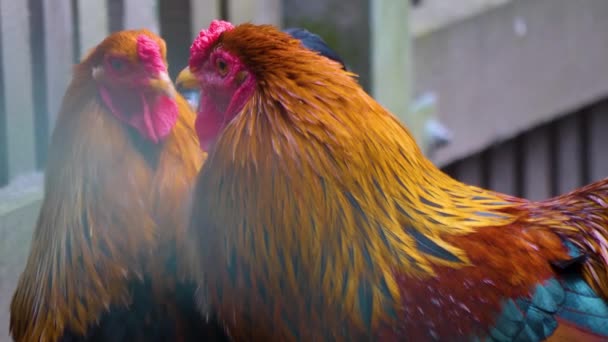 Nahaufnahme Von Bunten Hühnerhähnen — Stockvideo