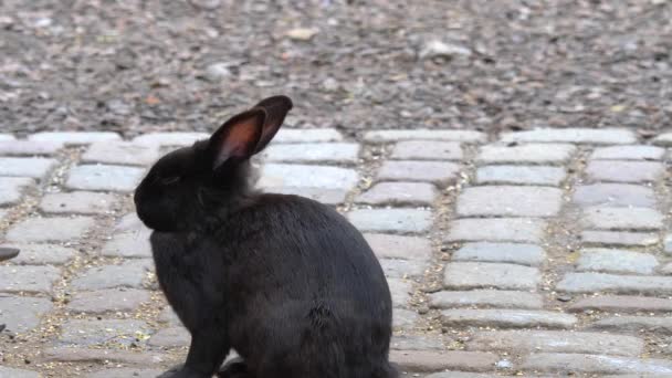 Gros Plan Lapin Nain Noir — Video