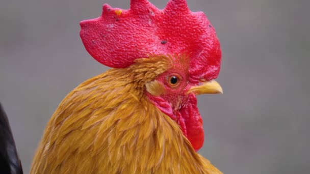 Zamknij Się Kolorowy Kogut Kurczaka — Wideo stockowe