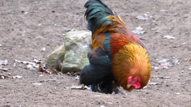 Sluiten Van Kleurrijke Kip Haan — Stockvideo