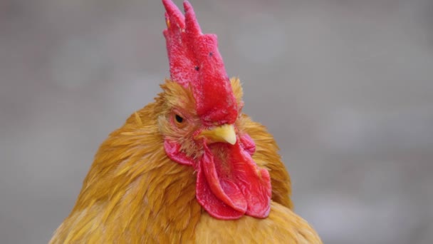 Színes Csirkekakas Közelsége — Stock videók