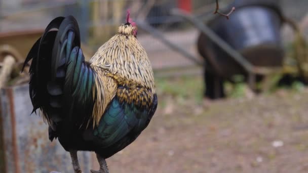 Primo Piano Del Gallo Pollo Colorato — Video Stock