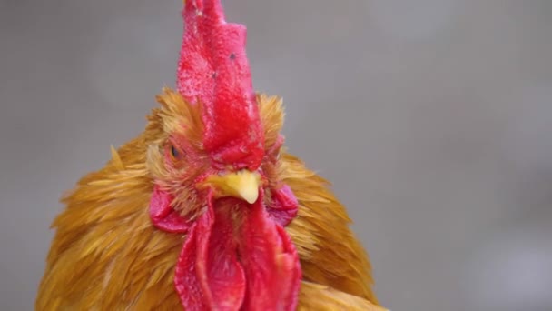 Zamknij Się Kolorowy Kogut Kurczaka — Wideo stockowe
