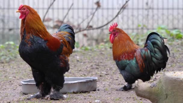 Nahaufnahme Von Bunten Hühnerhähnen — Stockvideo