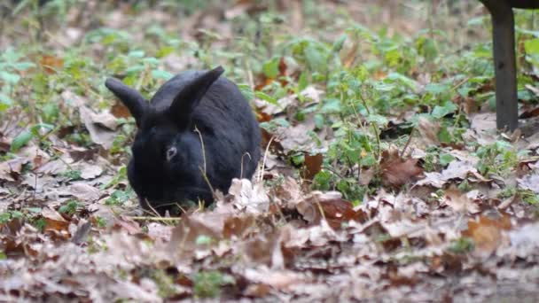 Siyah Cüce Tavşana Yaklaş — Stok video