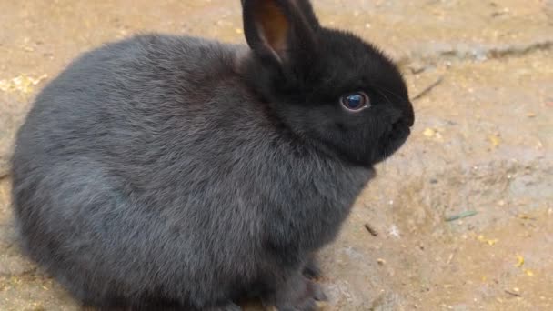 Primer Plano Conejo Enano Negro — Vídeos de Stock