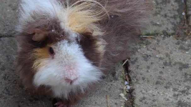 Großaufnahme Von Meerschweinchen Boden — Stockvideo