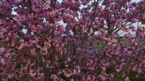 Vista Aérea Cerezo Rosa Flor Una Tarde Soleada — Vídeos de Stock