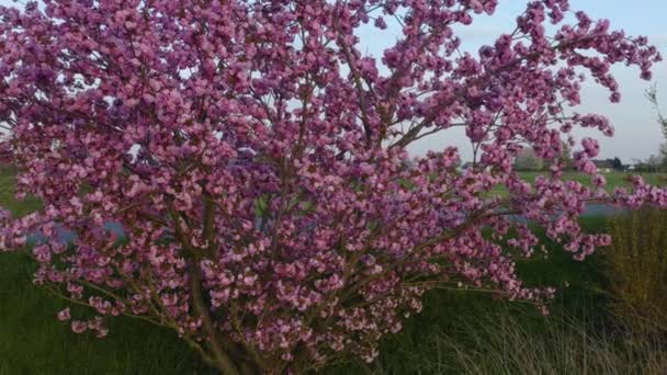Flygfoto Rosa Blommande Körsbärsträd Solig Eftermiddag — Stockvideo