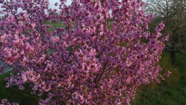 Vista Aérea Cerezo Rosa Flor Una Tarde Soleada — Vídeo de stock