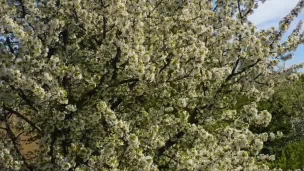 Vista Aérea Jardín Con Árboles Frutales Flor Día Soleado Principios — Vídeo de stock