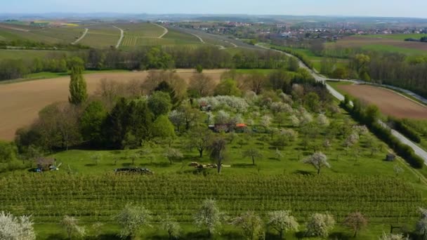 Letecký Pohled Zahradu Kvetoucími Ovocnými Stromy Slunečného Dne Jaře — Stock video