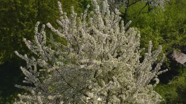 満開の桜の下の傾きの空中ビュー — ストック動画