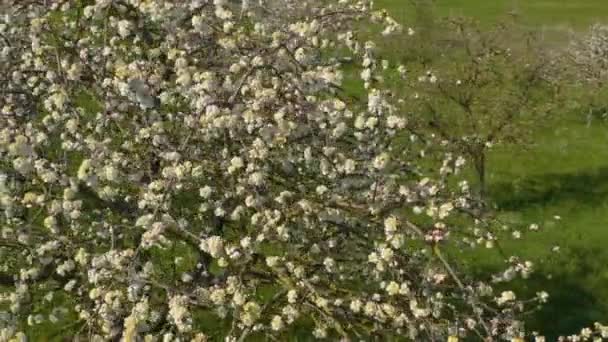 満開の桜からのズームアウトの空中ビュー — ストック動画