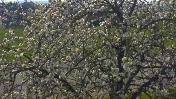 Vista Aérea Zoom Desde Cerezo Flor — Vídeos de Stock