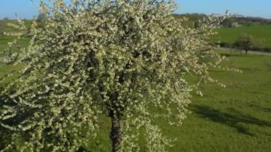 Baharın güneşli bir gününde açan kiraz ağacının havadan görünüşü