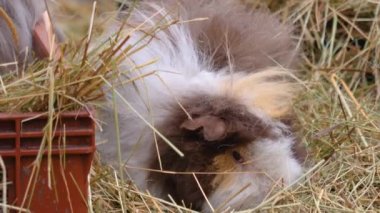 Gine domuzuna yaklaşın.