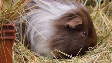 Gine domuzuna yaklaşın.