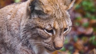 Güz aylarında güneşli bir günde Avrupa 'nın Lynx kedisine yakın olmak.