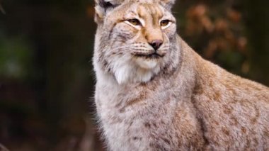 Güz aylarında güneşli bir günde Avrupa 'nın Lynx kedisine yakın olmak.