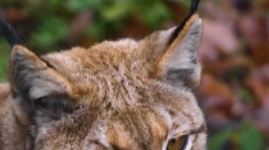 Güz aylarında güneşli bir günde Avrupa 'nın Lynx kedisine yakın olmak.