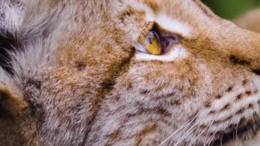 Güz aylarında güneşli bir günde Avrupa 'nın Lynx kedisine yakın olmak.