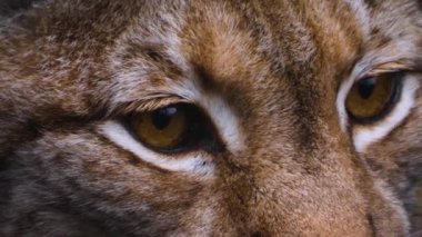Güz aylarında güneşli bir günde Avrupa 'nın Lynx kedisine yakın olmak.