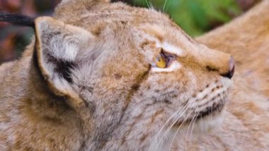 Güz aylarında güneşli bir günde Avrupa 'nın Lynx kedisine yakın olmak.
